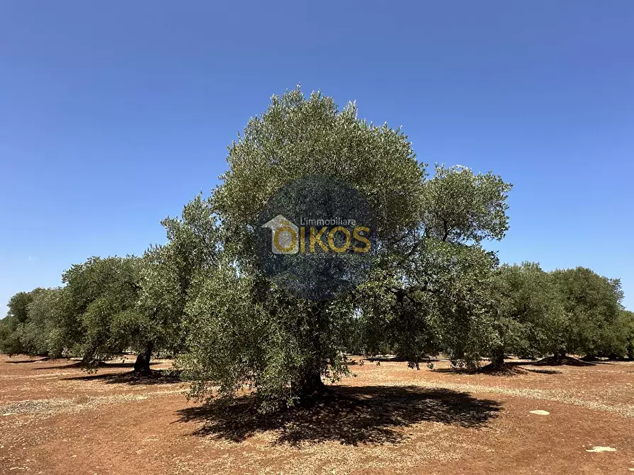 Immagine 29 di Terreno agricolo in vendita  in Via Castiglione a Conversano