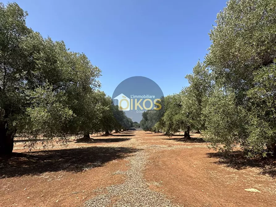 Immagine 30 di Terreno agricolo in vendita  in Via Castiglione a Conversano