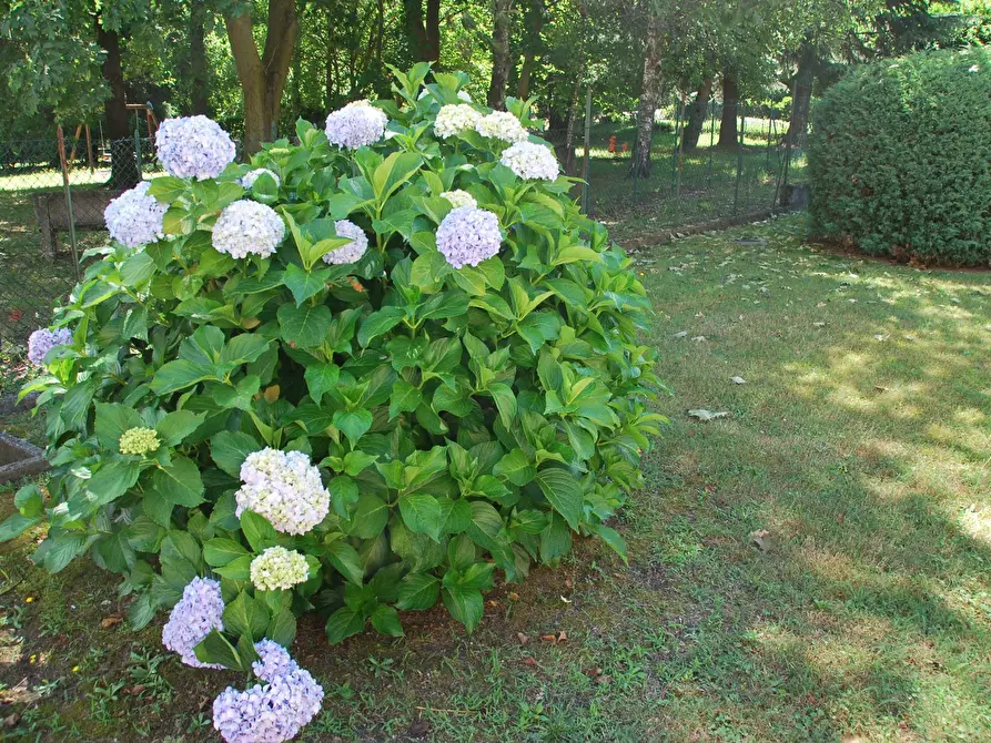 Immagine 21 di Appartamento in vendita  in via ANDLOVITZ a Laveno-Mombello