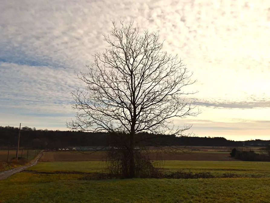 Immagine 5 di Azienda agricola in vendita  in Molino di Muggiano a Gattico-Veruno