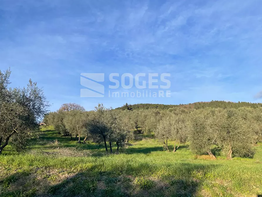 Immagine 2 di Terreno agricolo in vendita  in Via San Martino a Quona a Pontassieve