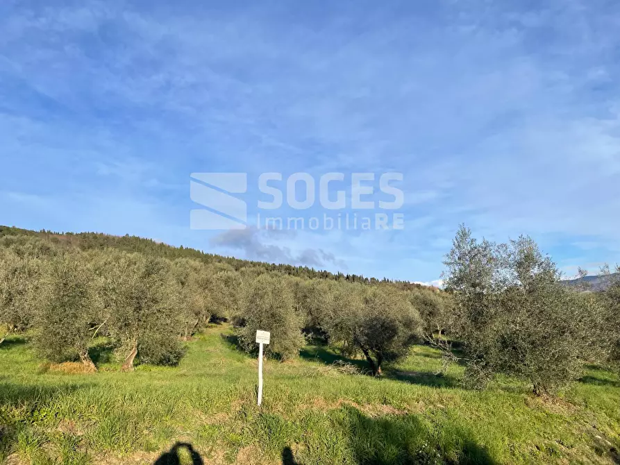 Immagine 3 di Terreno agricolo in vendita  in Via San Martino a Quona a Pontassieve