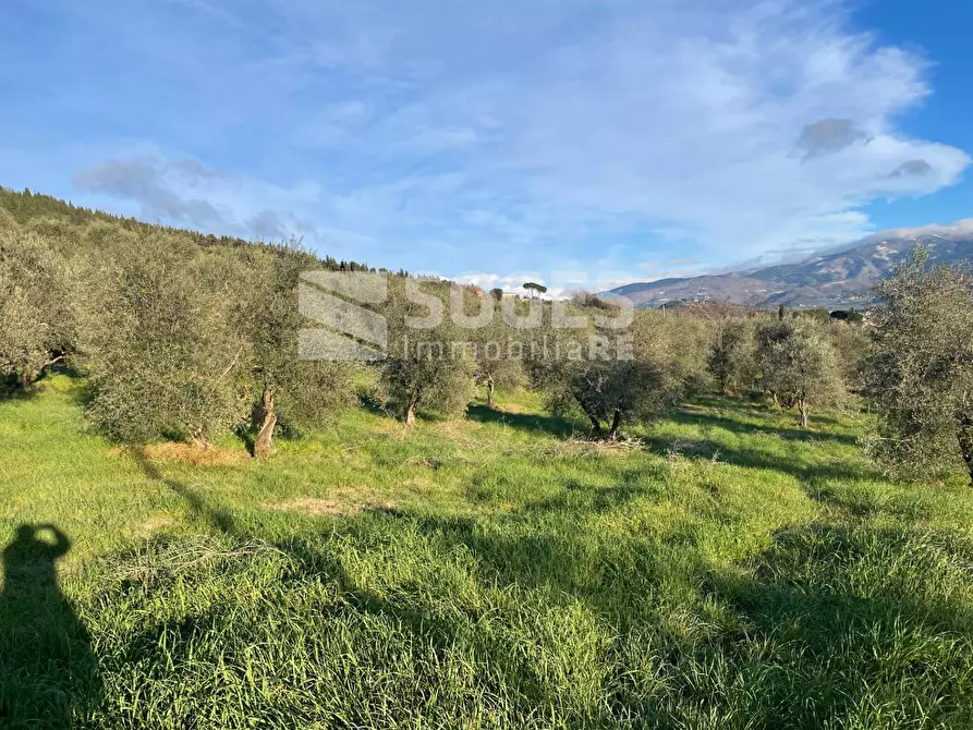 Immagine 5 di Terreno agricolo in vendita  in Via San Martino a Quona a Pontassieve