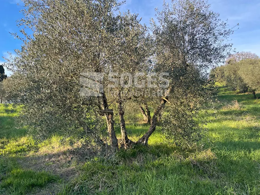 Immagine 6 di Terreno agricolo in vendita  in Via San Martino a Quona a Pontassieve