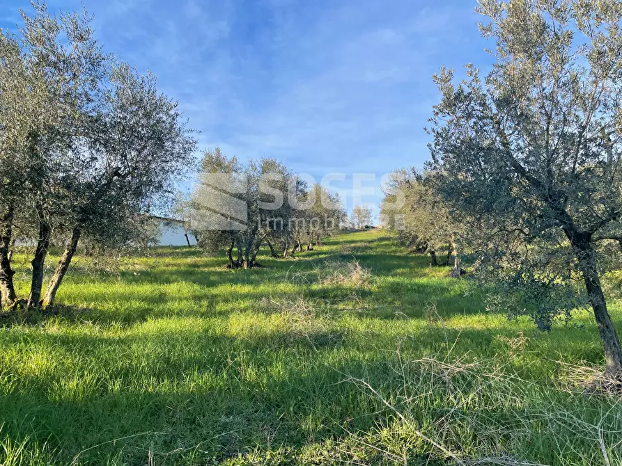 Immagine 7 di Terreno agricolo in vendita  in Via San Martino a Quona a Pontassieve