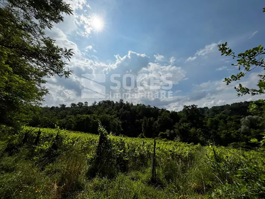 Immagine 3 di Terreno agricolo in vendita  in strada comunale montelungo a Terranuova Bracciolini