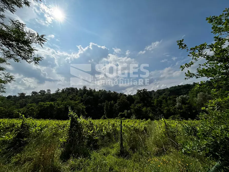 Immagine 4 di Terreno agricolo in vendita  in strada comunale montelungo a Terranuova Bracciolini