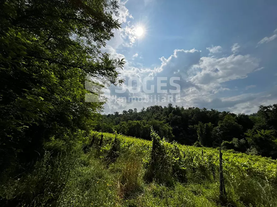 Immagine 2 di Terreno agricolo in vendita  in strada comunale montelungo a Terranuova Bracciolini