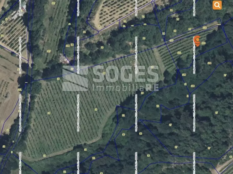 Immagine 6 di Terreno agricolo in vendita  in strada comunale montelungo a Terranuova Bracciolini