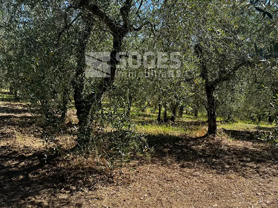 Immagine 18 di Rustico / casale in vendita  in ferrale del bondi a Cavriglia