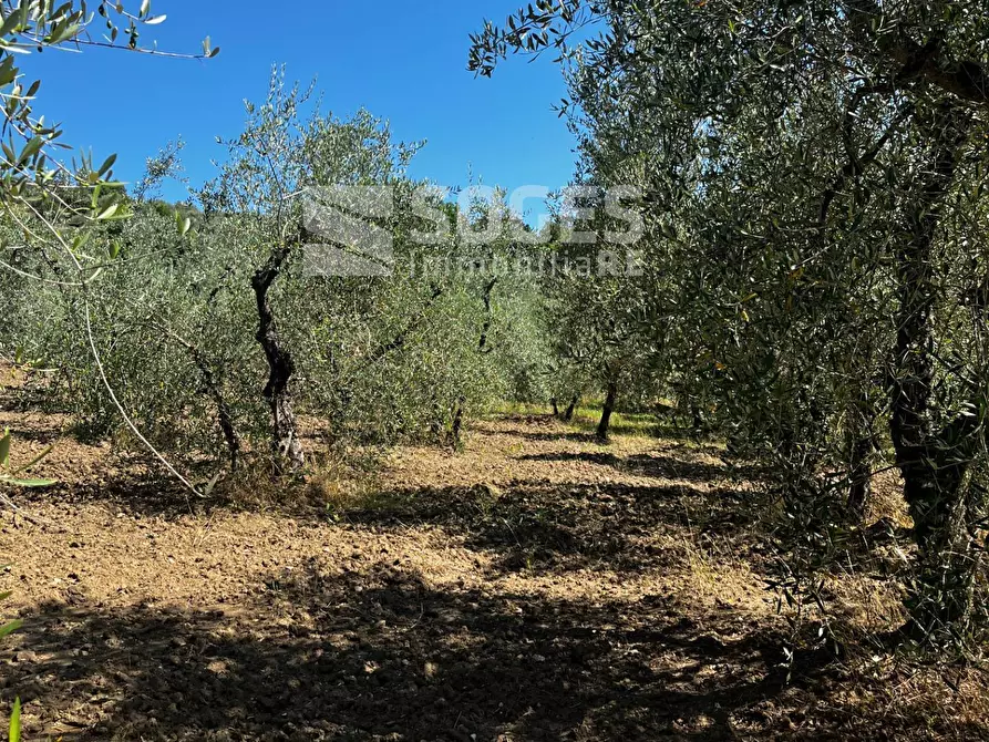 Immagine 5 di Terreno agricolo in vendita  in località ferrale del bondi a Cavriglia