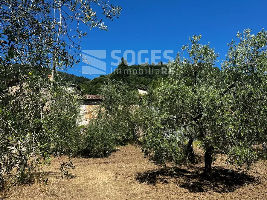 Immagine 6 di Terreno agricolo in vendita  in località ferrale del bondi a Cavriglia