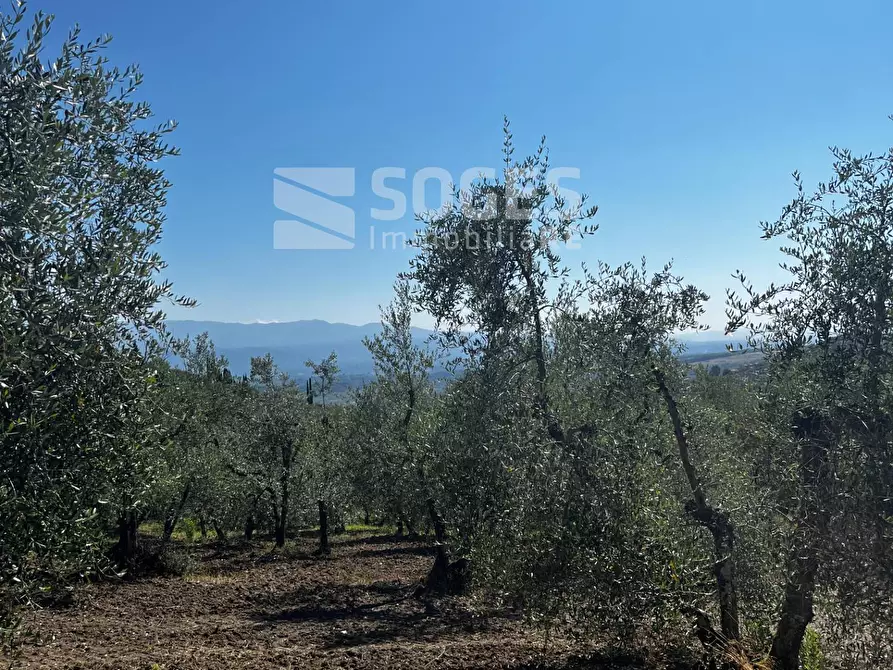 Immagine 19 di Terreno agricolo in vendita  in località ferrale del bondi a Cavriglia
