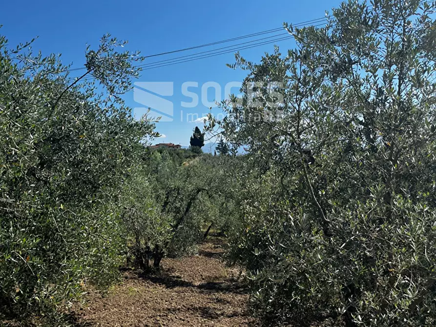 Immagine 22 di Terreno agricolo in vendita  in località ferrale del bondi a Cavriglia