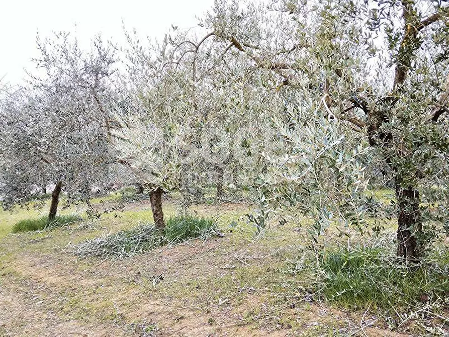 Immagine 8 di Casa indipendente in vendita  in Via Fonte Badia a Marciano Della Chiana
