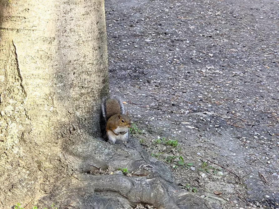 Immagine 20 di Appartamento in vendita  in Via Ugo Betti a Milano