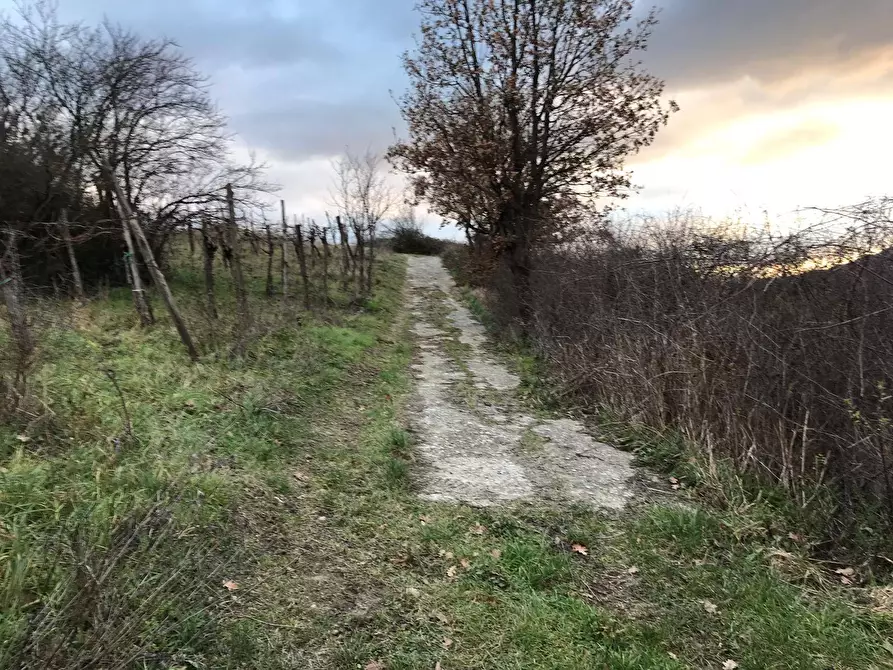 Immagine 5 di Terreno agricolo in vendita  in Foglianise a Foglianise