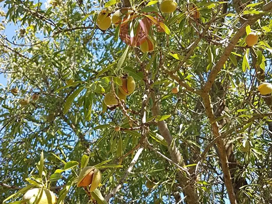 Immagine 16 di Terreno agricolo in vendita  in Contrada ponte valentino a Benevento