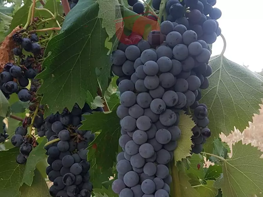 Immagine 18 di Terreno agricolo in vendita  in Contrada ponte valentino a Benevento