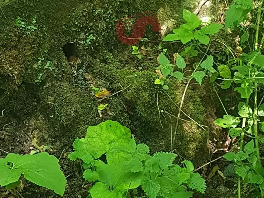 Immagine 4 di Villa in vendita  in Strada Provinciale Vitulanese a Cautano