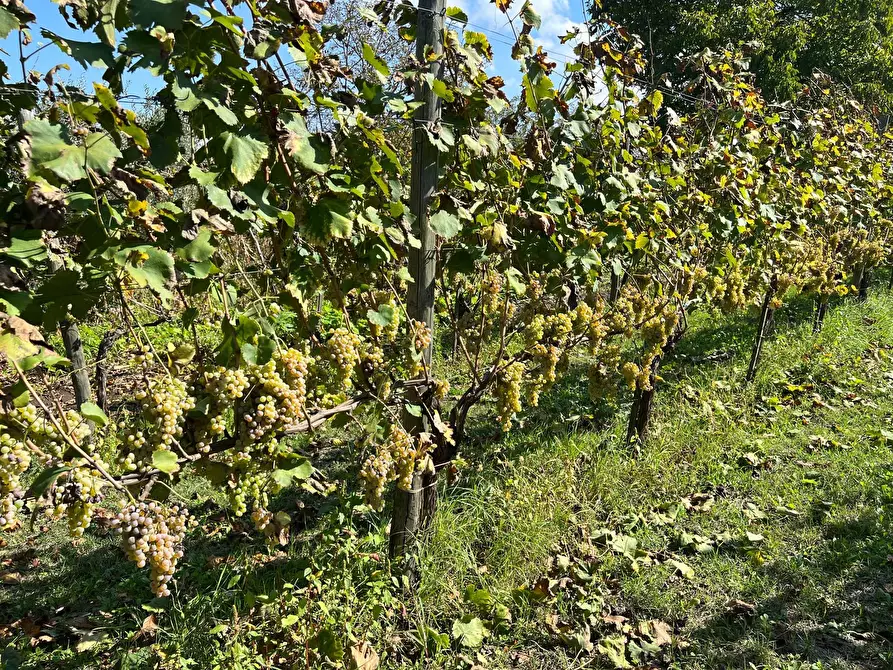 Immagine 1 di Terreno agricolo in vendita  in SP62 a Sant'angelo All'esca