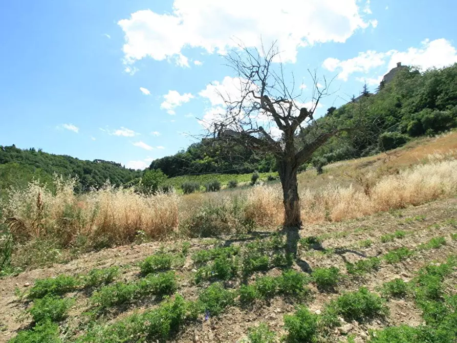 Immagine 20 di Rustico / casale in vendita  in contrada acquarola a Ripatransone