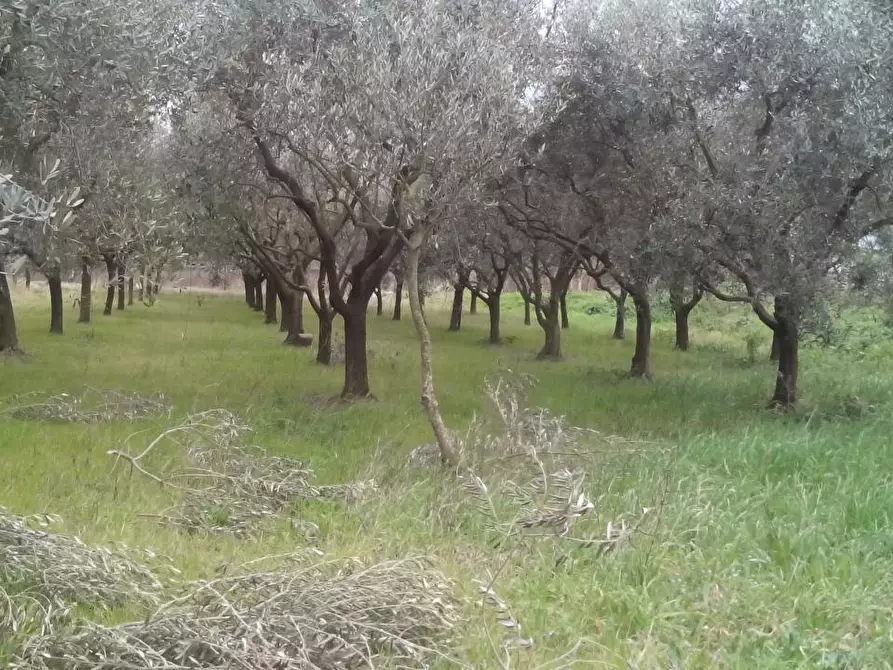 Immagine 1 di Terreno agricolo in vendita  in via dei sepolcri a Pisa