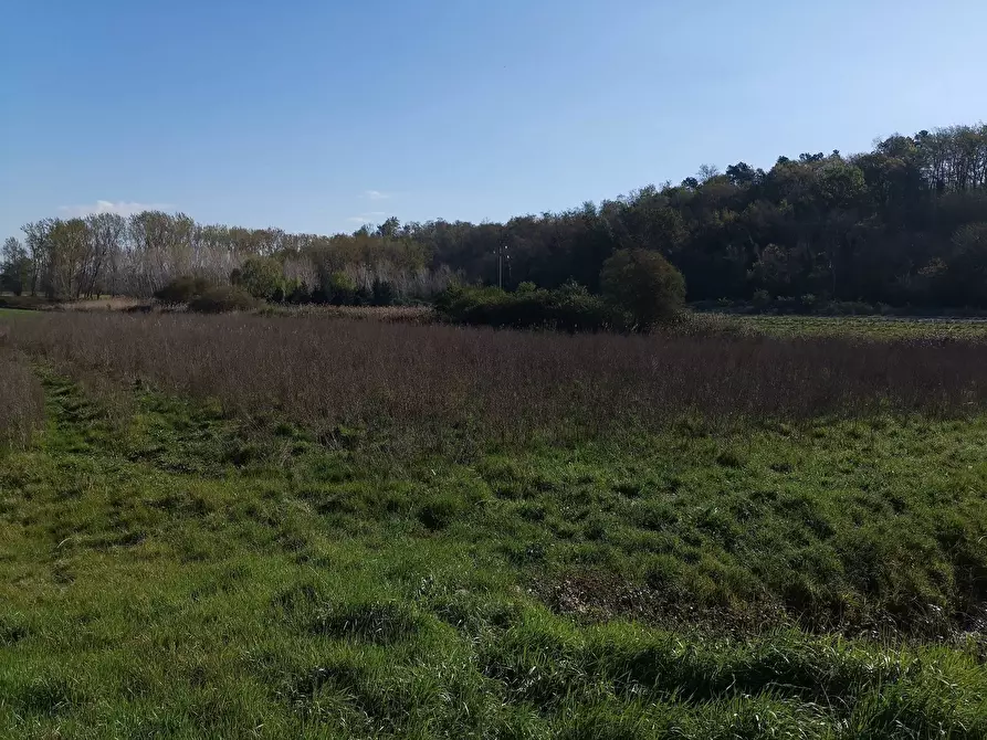 Immagine 6 di Terreno agricolo in vendita  in via Del Puntone a Bientina