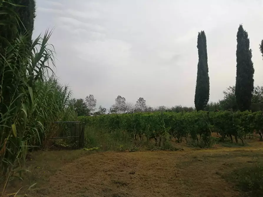 Immagine 7 di Terreno agricolo in vendita  a Casciana Terme Lari