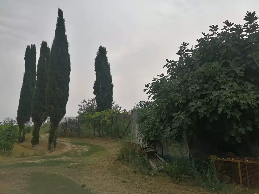 Immagine 5 di Terreno agricolo in vendita  a Casciana Terme Lari