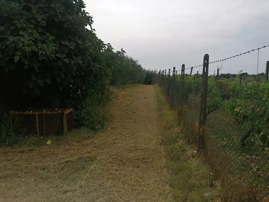 Immagine 6 di Terreno agricolo in vendita  a Casciana Terme Lari