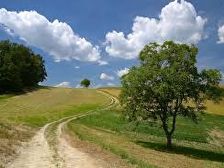 Immagine 2 di Terreno agricolo in vendita  in Strada Provinciale 31 Cucigliana Lorenzana a Fauglia