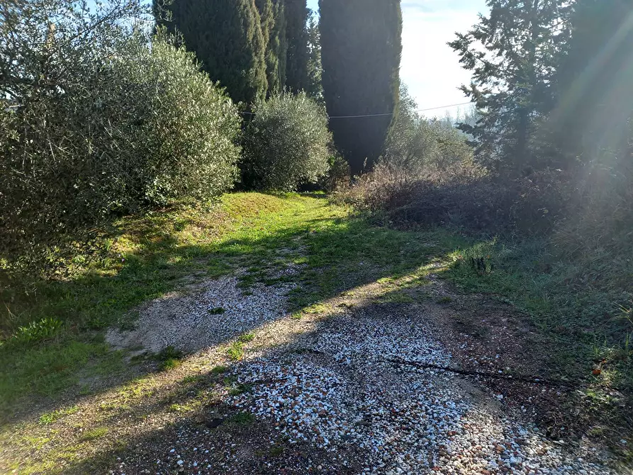 Immagine 1 di Terreno agricolo in vendita  in Via La Capannina a Crespina Lorenzana