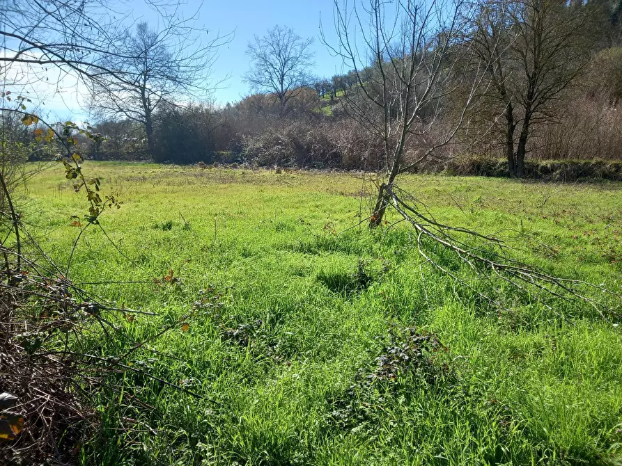 Immagine 1 di Terreno agricolo in vendita  in Via del cormercio a Casciana Terme Lari