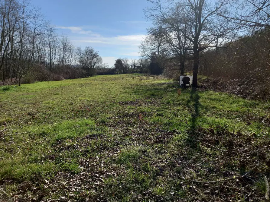 Immagine 4 di Terreno agricolo in vendita  in Via del cormercio a Casciana Terme Lari