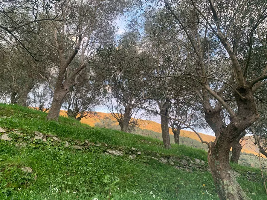 Immagine 1 di Terreno agricolo in vendita  in località la valle a San Giuliano Terme