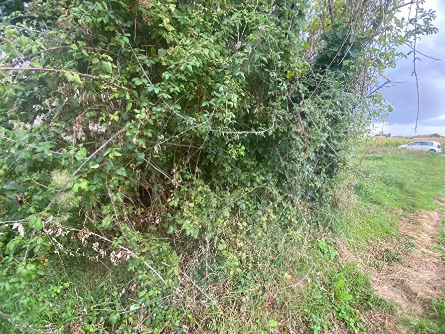 Immagine 9 di Terreno agricolo in vendita  in via di mezzo sud a Cascina