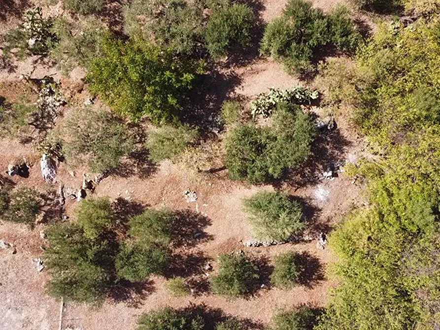 Immagine 21 di Terreno agricolo in vendita  in via ferrovia est a Altofonte