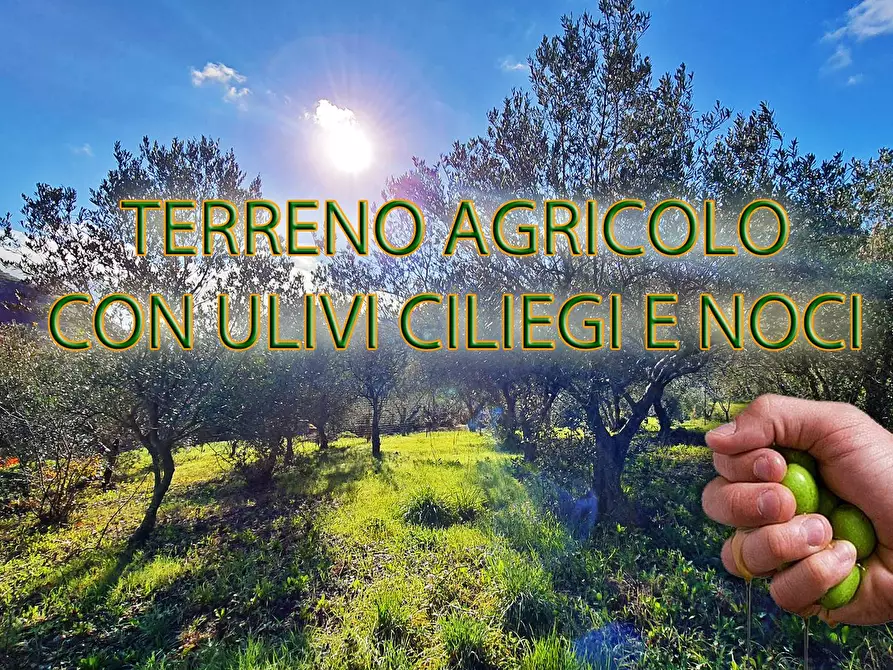 Immagine 1 di Terreno agricolo in vendita  in contrada rebuttone a Altofonte