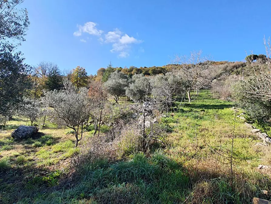 Immagine 20 di Terreno agricolo in vendita  in contrada rebuttone a Altofonte
