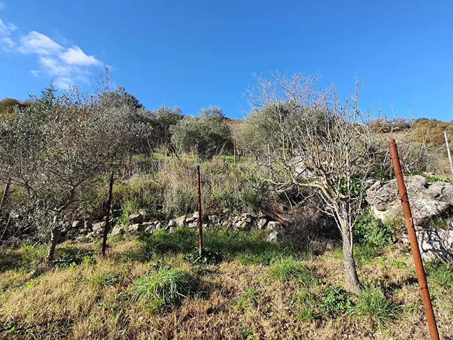 Immagine 21 di Terreno agricolo in vendita  in contrada rebuttone a Altofonte