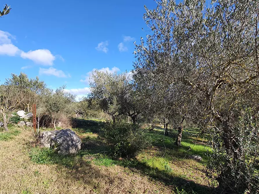 Immagine 22 di Terreno agricolo in vendita  in contrada rebuttone a Altofonte