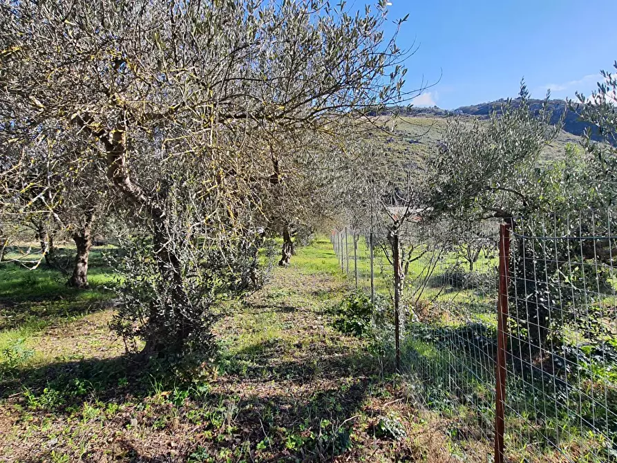Immagine 23 di Terreno agricolo in vendita  in contrada rebuttone a Altofonte