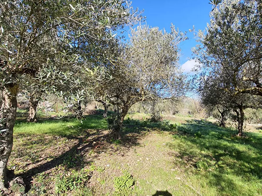 Immagine 24 di Terreno agricolo in vendita  in contrada rebuttone a Altofonte