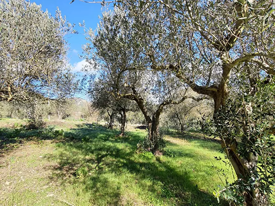 Immagine 25 di Terreno agricolo in vendita  in contrada rebuttone a Altofonte