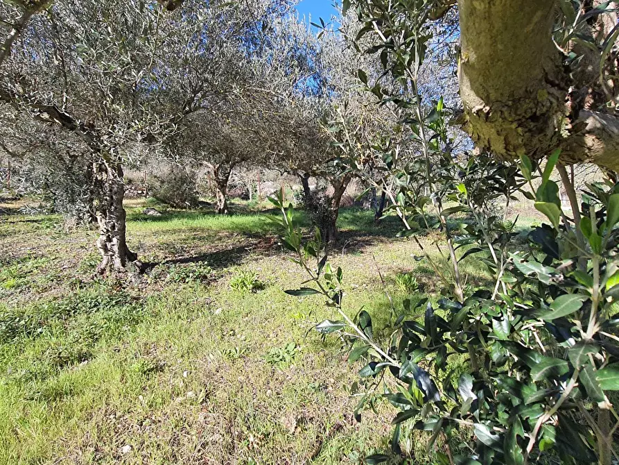 Immagine 26 di Terreno agricolo in vendita  in contrada rebuttone a Altofonte