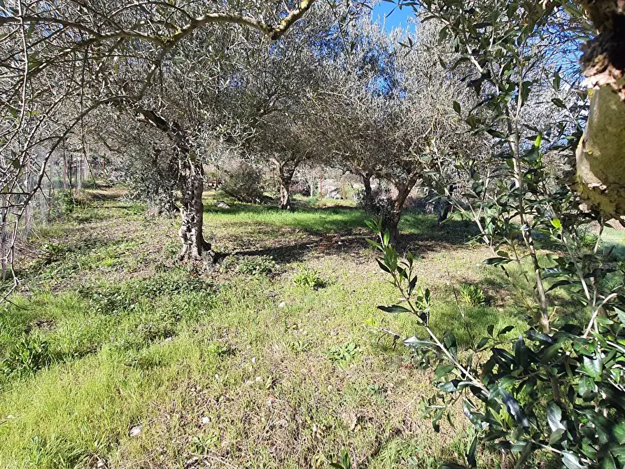 Immagine 27 di Terreno agricolo in vendita  in contrada rebuttone a Altofonte