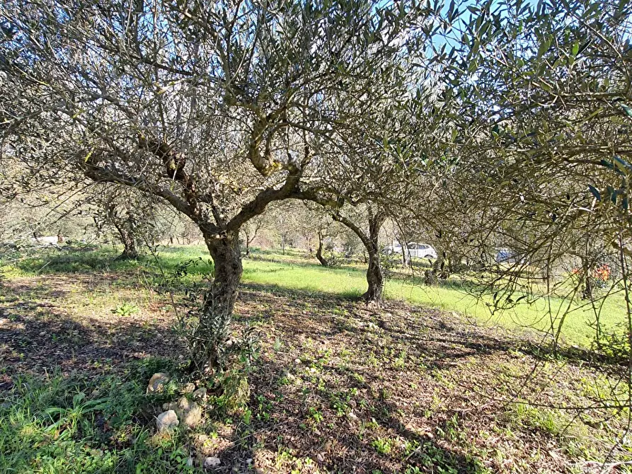 Immagine 28 di Terreno agricolo in vendita  in contrada rebuttone a Altofonte