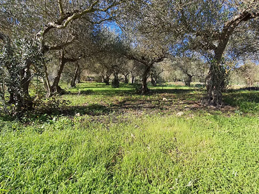 Immagine 29 di Terreno agricolo in vendita  in contrada rebuttone a Altofonte