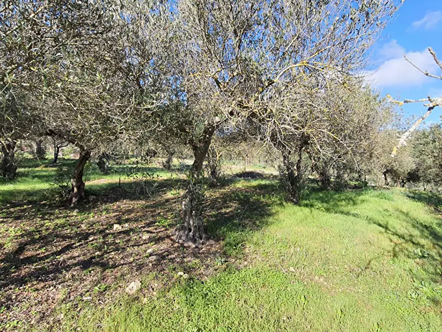 Immagine 30 di Terreno agricolo in vendita  in contrada rebuttone a Altofonte